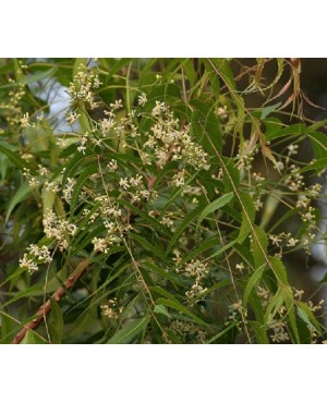Azadirachta indica